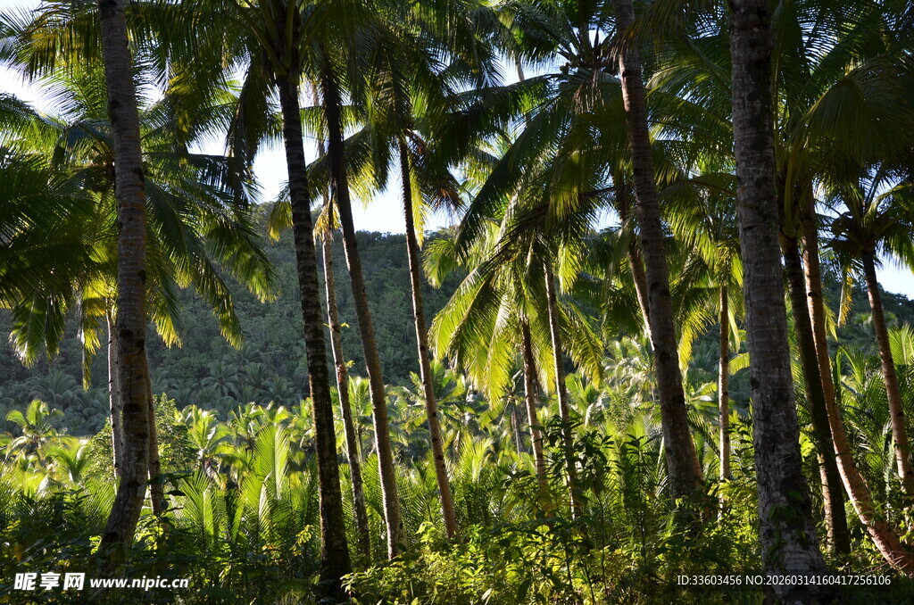 茂密椰林景观