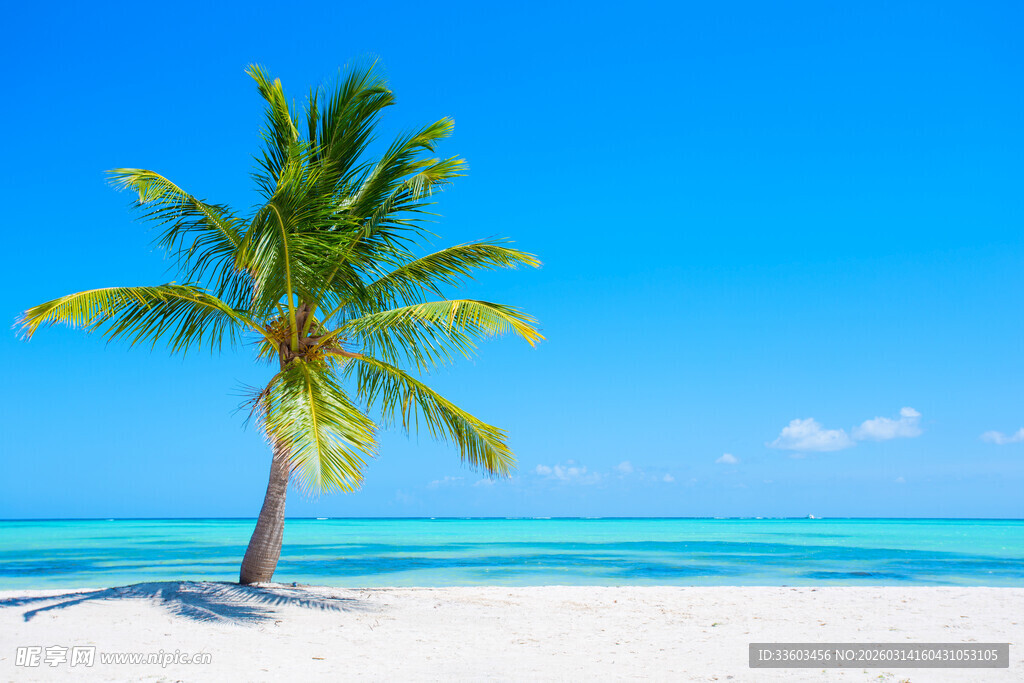 热带海滩上的孤独椰子树