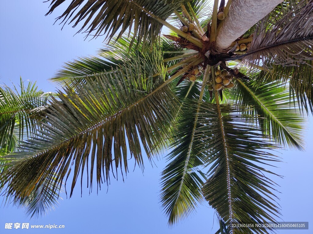 仰视下的翠绿棕榈树