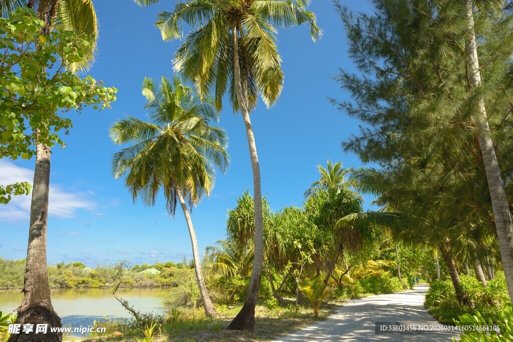 热带风光中的椰林小道