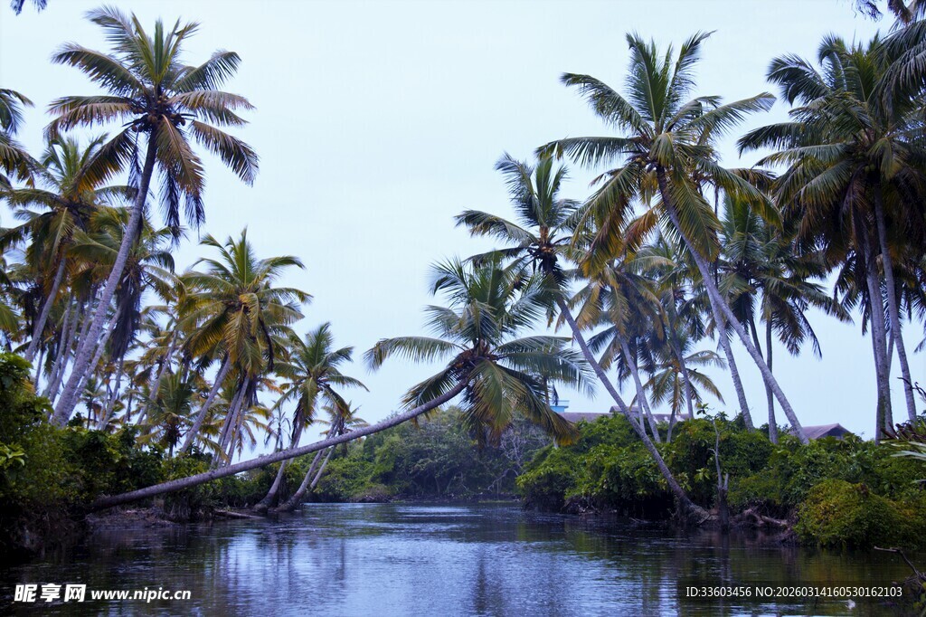 河畔椰林美景