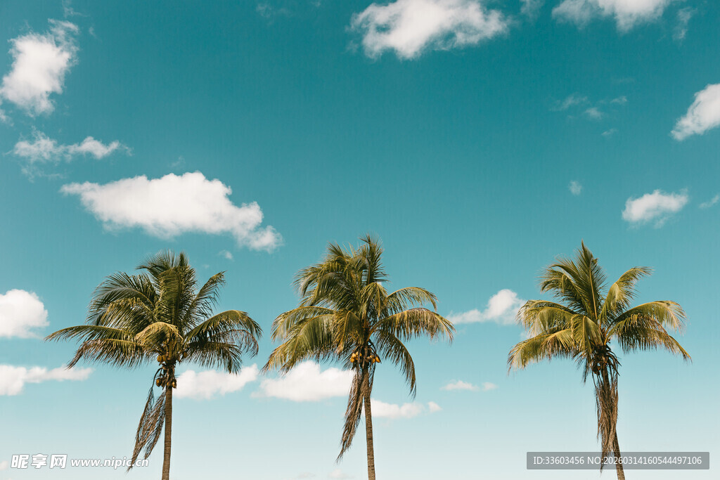 蓝天椰树