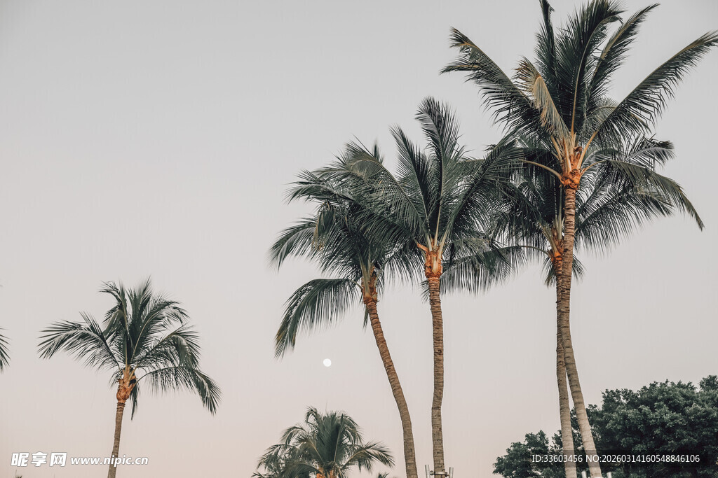 夕阳下的挺拔椰子树