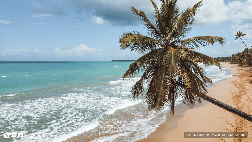 热带海滩上的倾斜椰子树