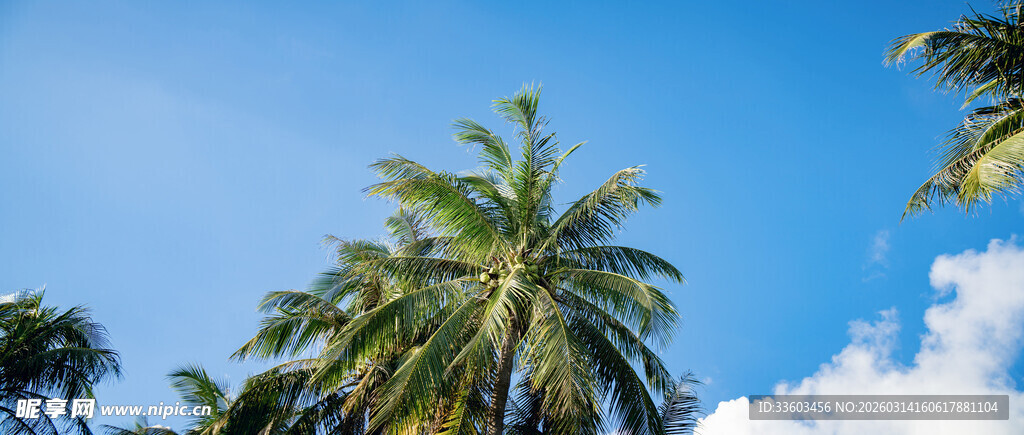 蓝天椰树风景