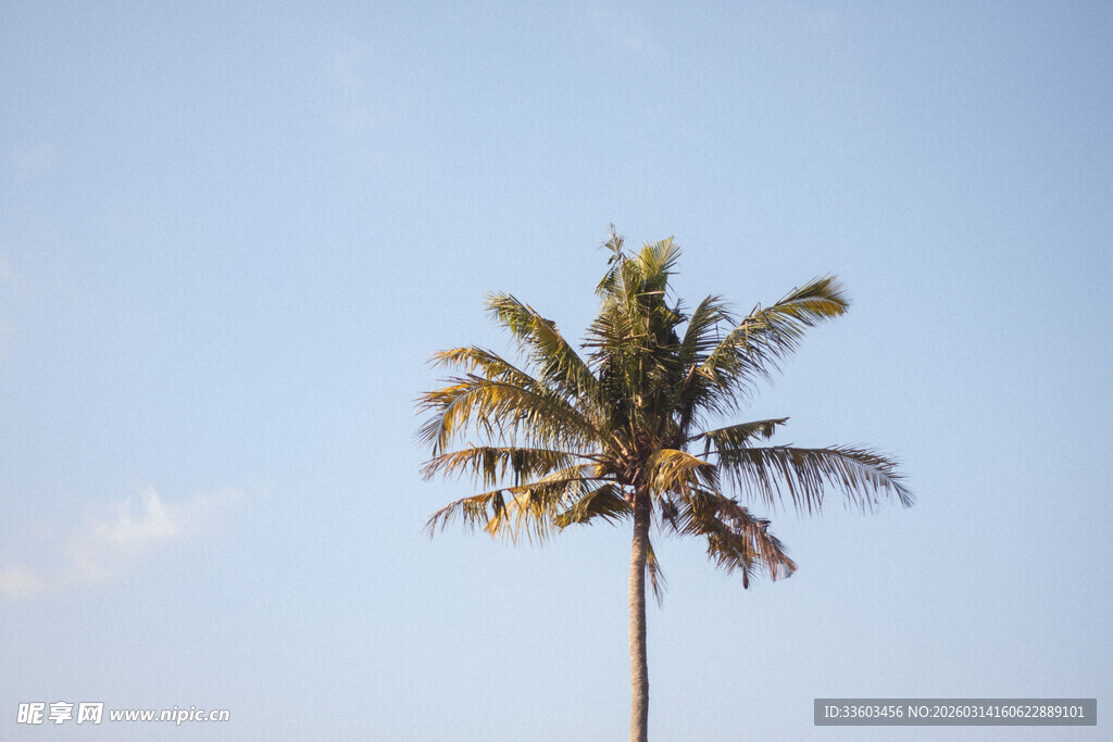 蓝天中的单棵椰子树