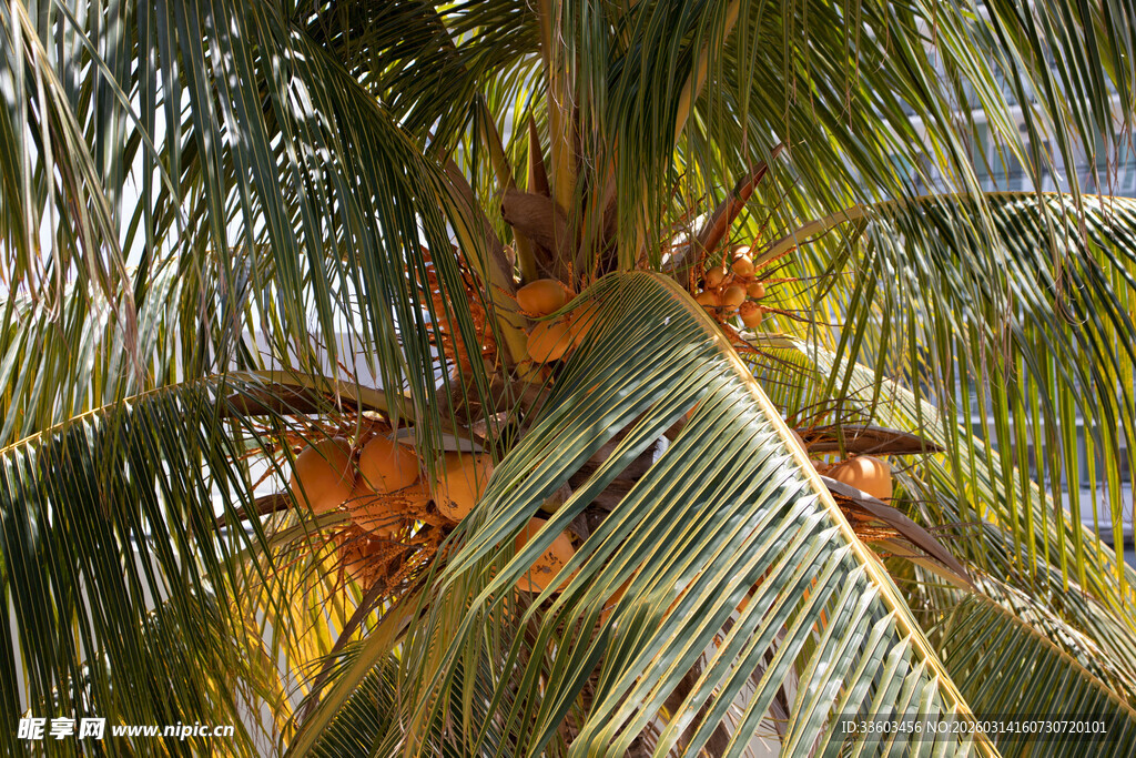 仰视下的棕榈树繁茂枝叶