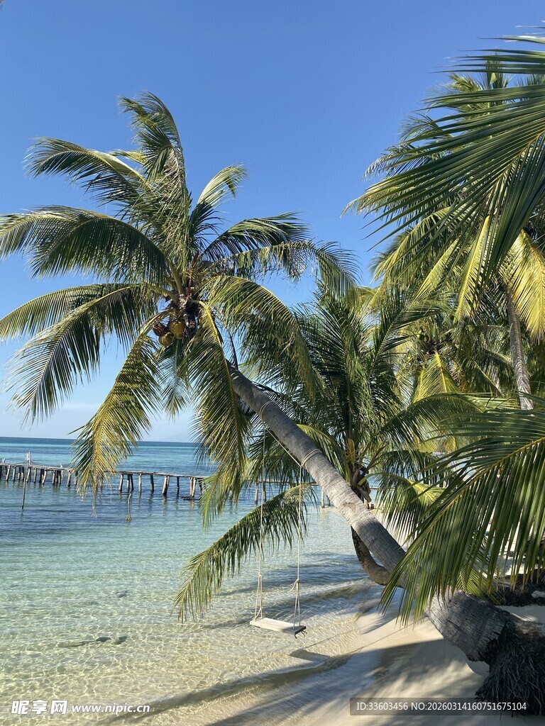 热带海滩椰树美景
