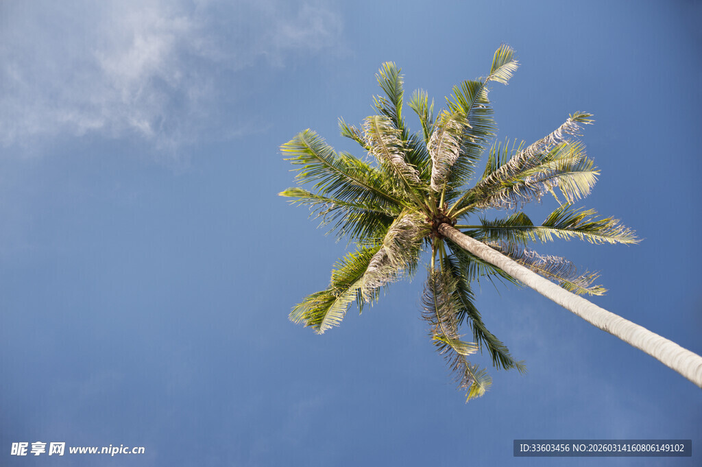 蓝天之下的挺拔椰子树