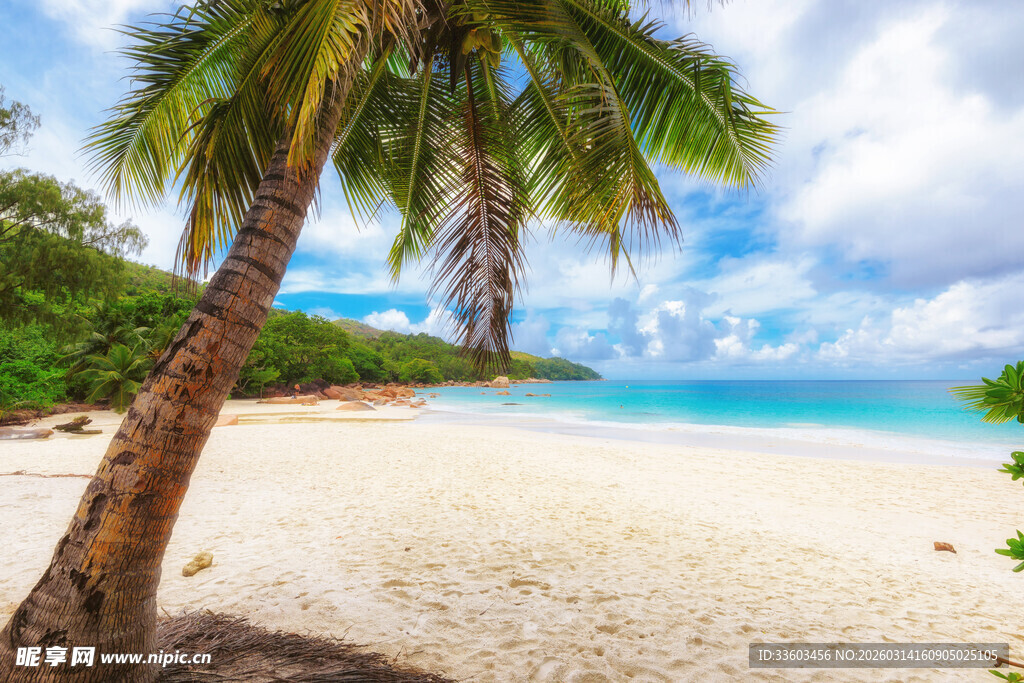 热带沙滩上的棕榈树美景