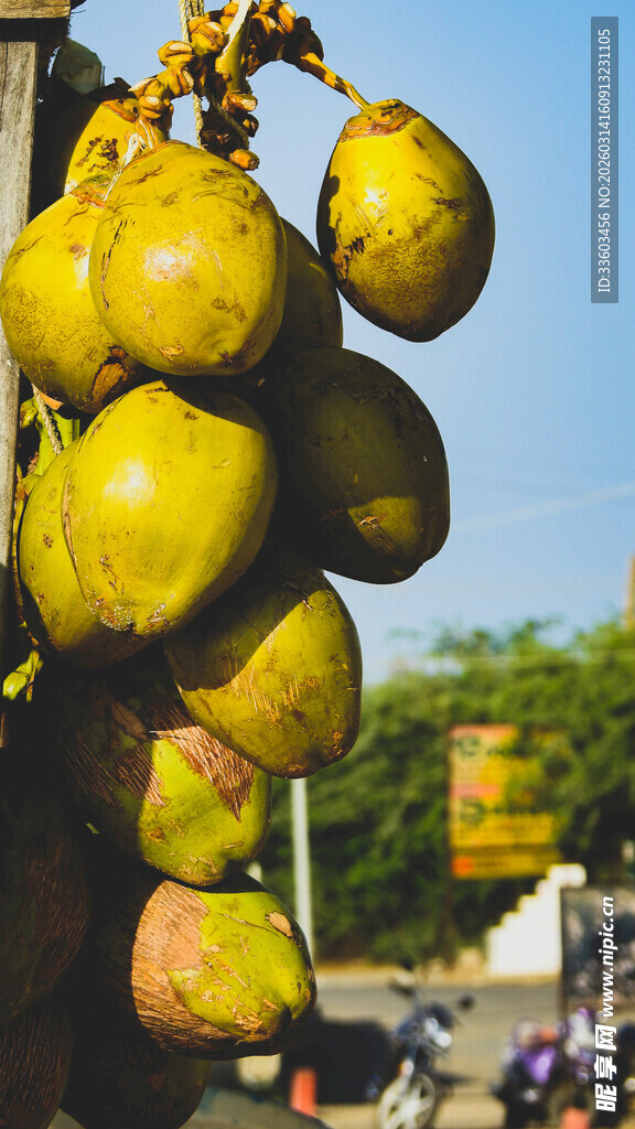 枝头悬挂的饱满诱人果实
