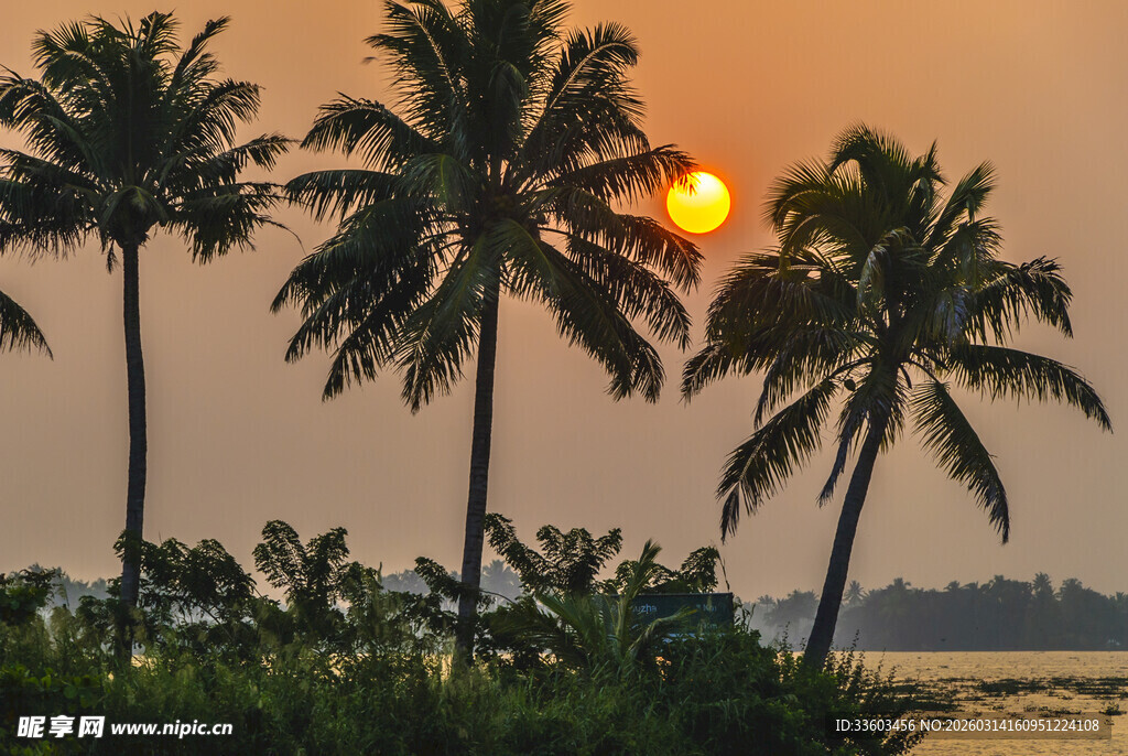 夕阳下的椰林美景