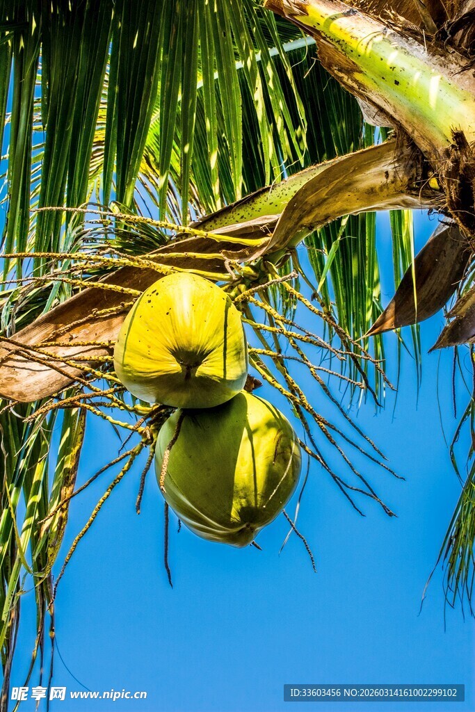 枝头挂着的鲜绿椰子