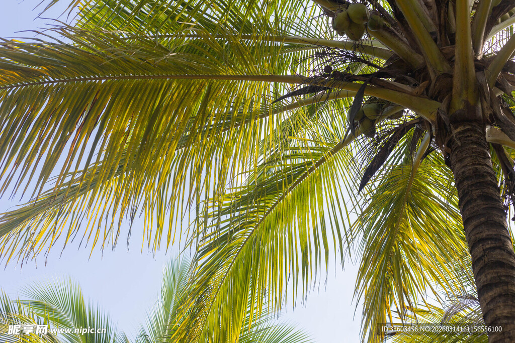 阳光下的椰树