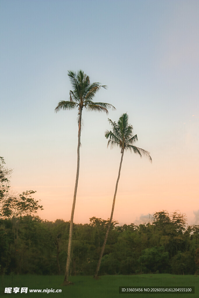 夕阳下的两棵高大椰子树