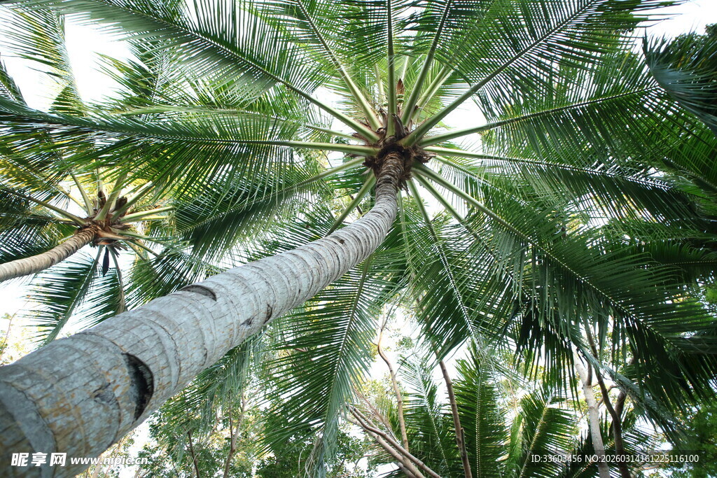 仰视高大棕榈树景观