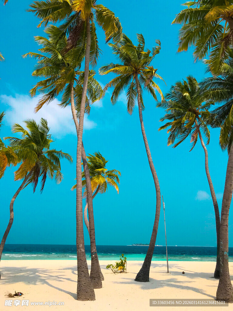 热带海滩椰林美景