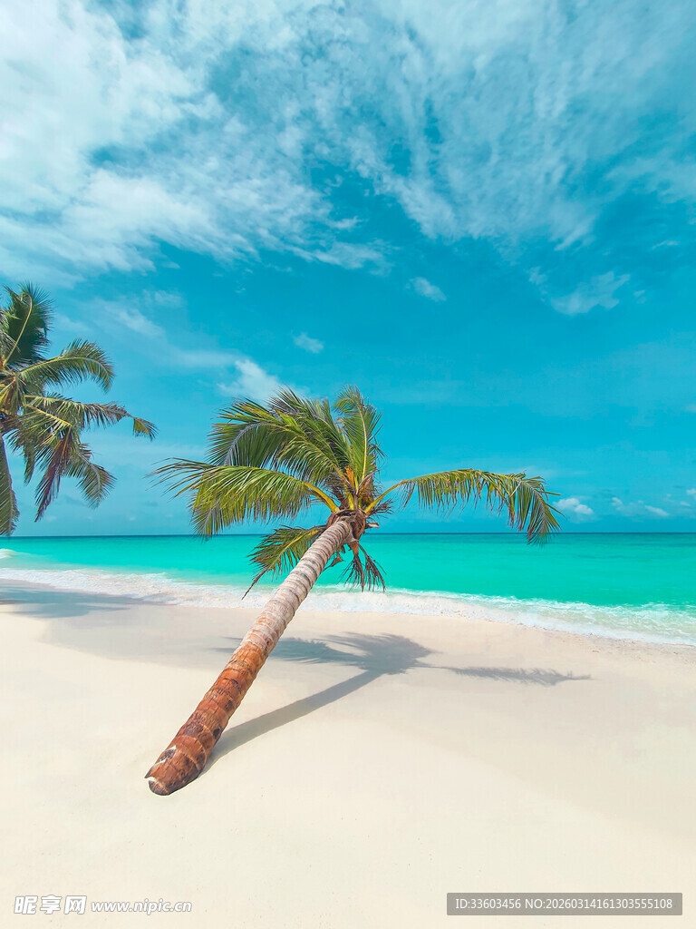 热带海滩上的倾斜椰子树