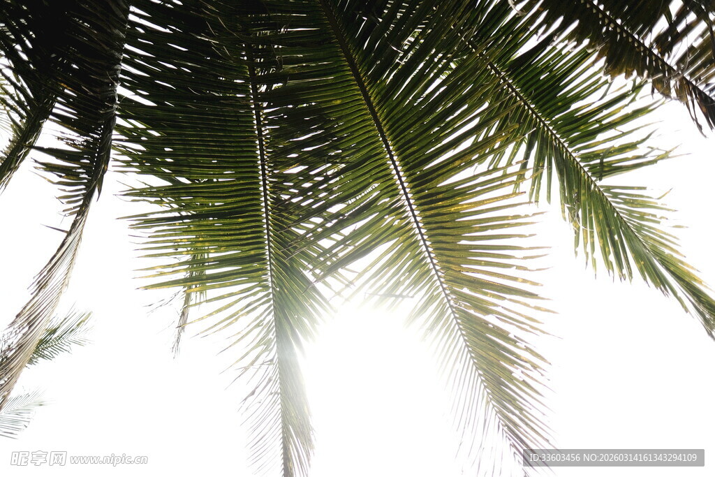 仰视下的椰树树冠
