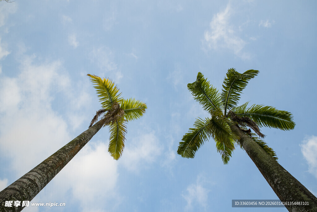 仰望蓝天中的两棵棕榈树