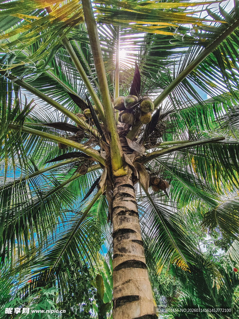 仰视下的茂盛椰子树
