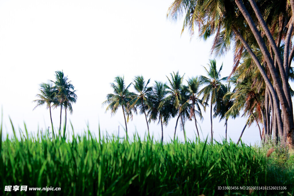 椰树挺立在翠绿田野间