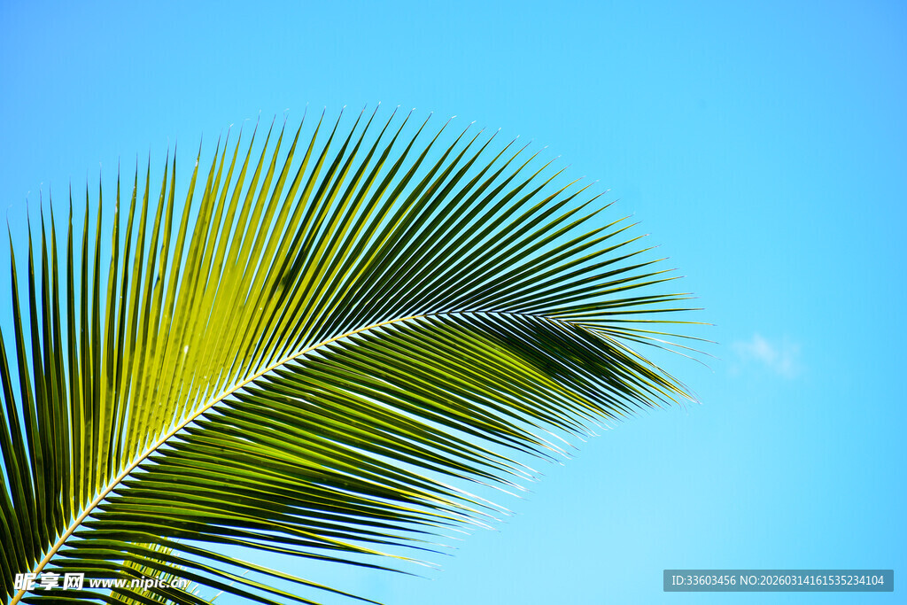 翠绿棕榈叶映衬蓝天