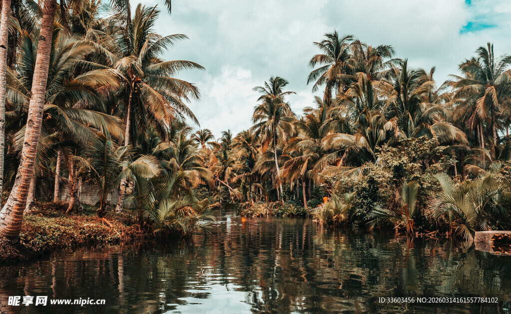 热带河畔椰林的美丽风光