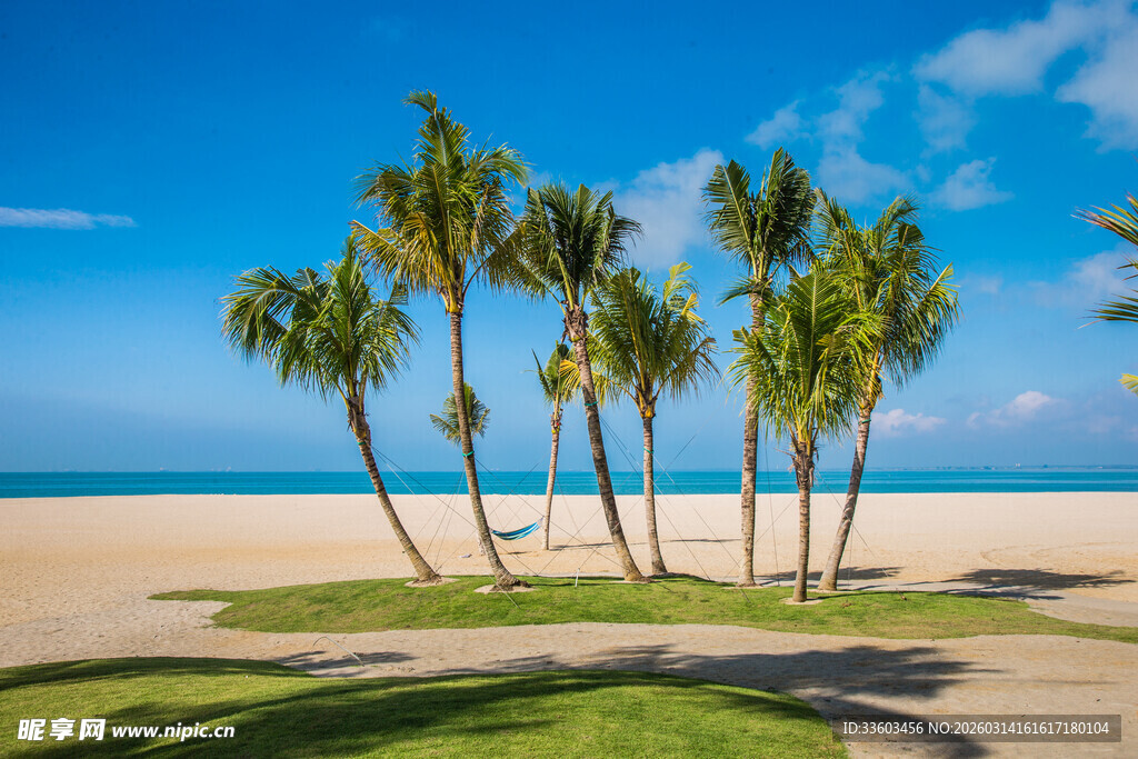 热带海滩上的棕榈树美景