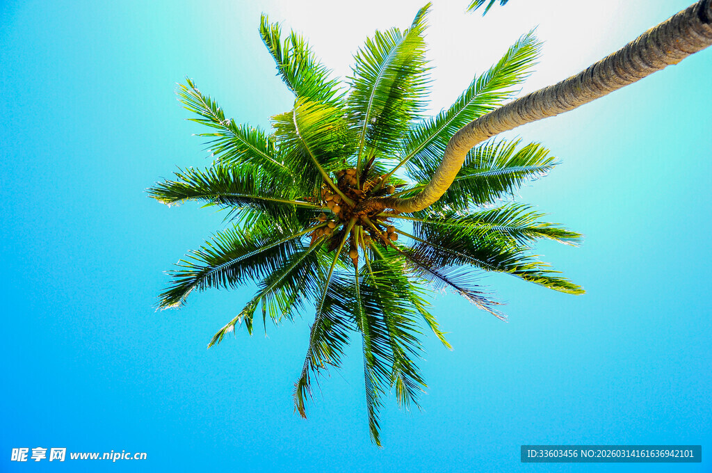 蓝天中的倾斜椰子树
