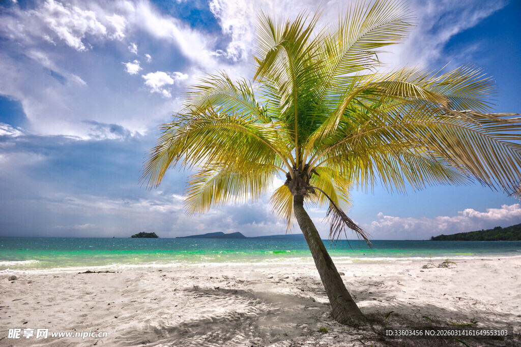 热带海滩上的孤独椰子树