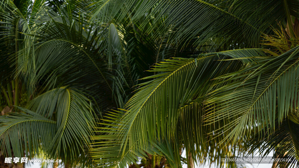 茂密椰树展现热带风情