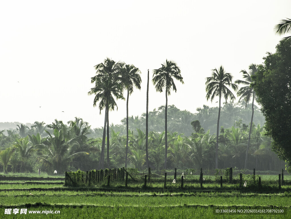田园椰林风光