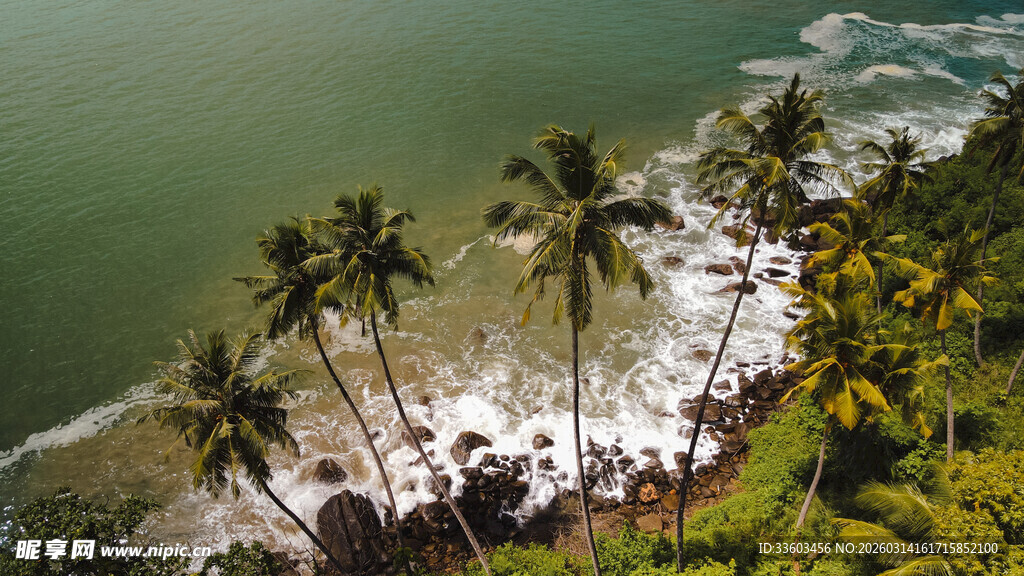 热带海岸椰林风光