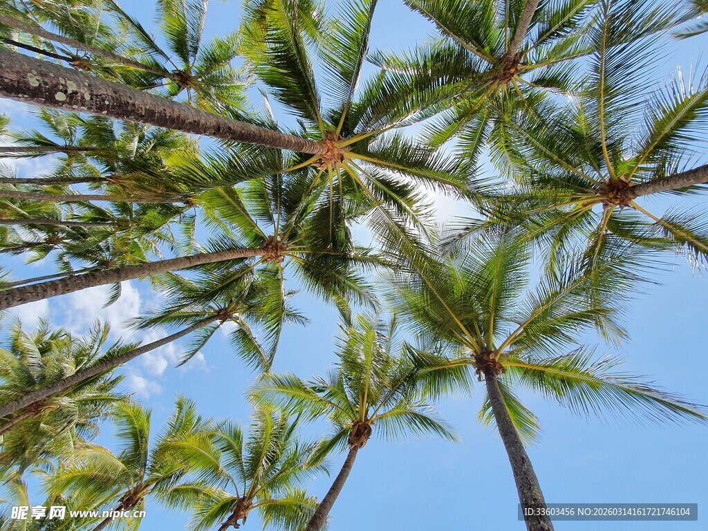 仰望蓝天中的椰子树