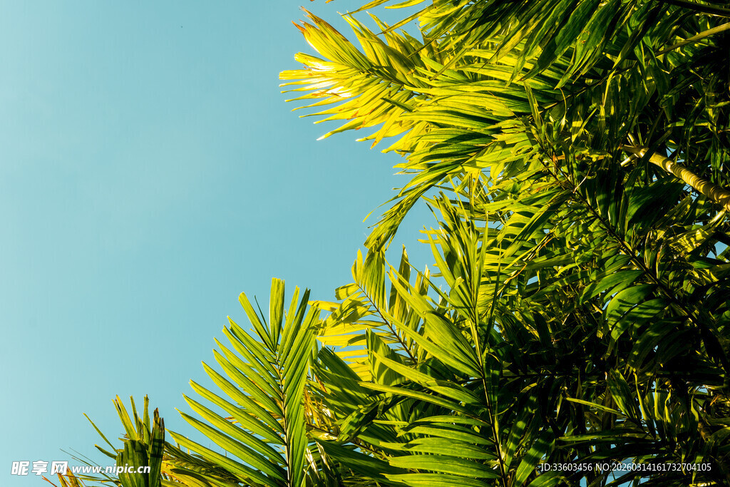 蓝天映衬下的翠绿棕榈叶