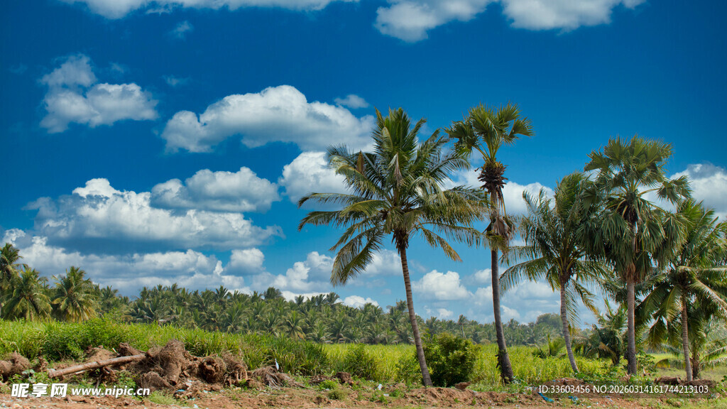 热带风光中的椰林绿野