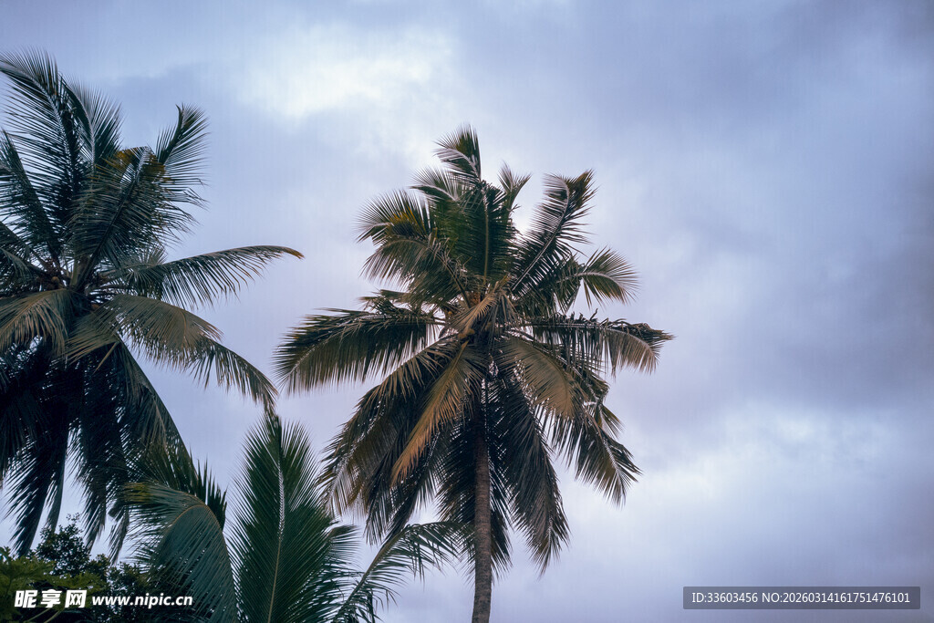 天空下的挺拔椰子树