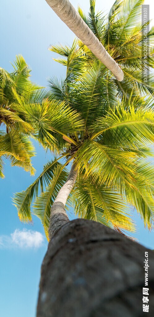仰望蓝天中的椰树