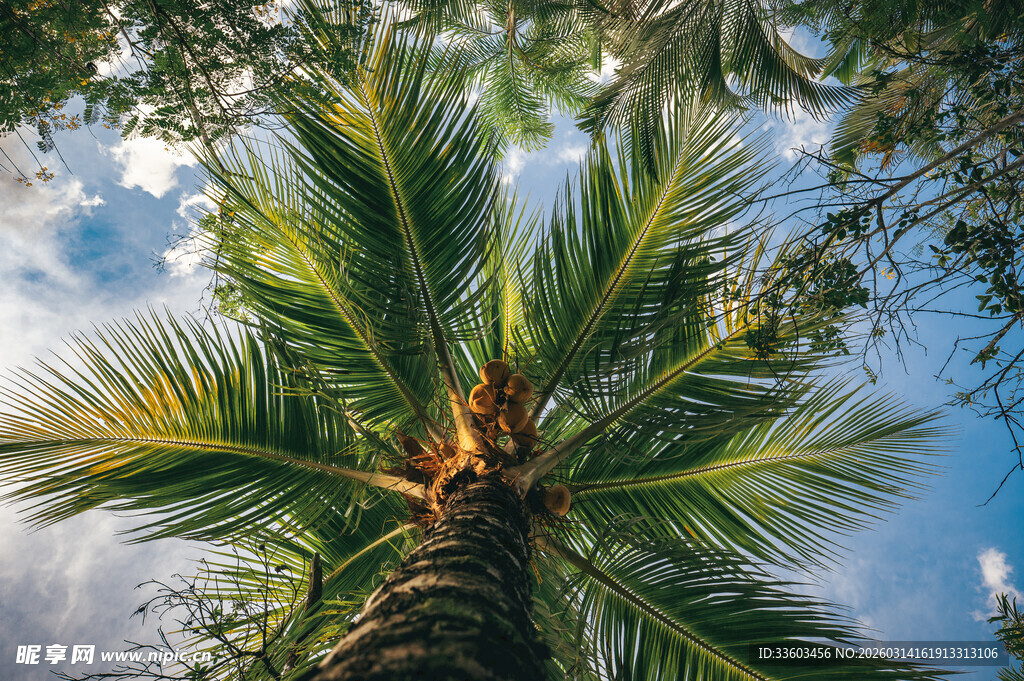 椰子树与蓝天