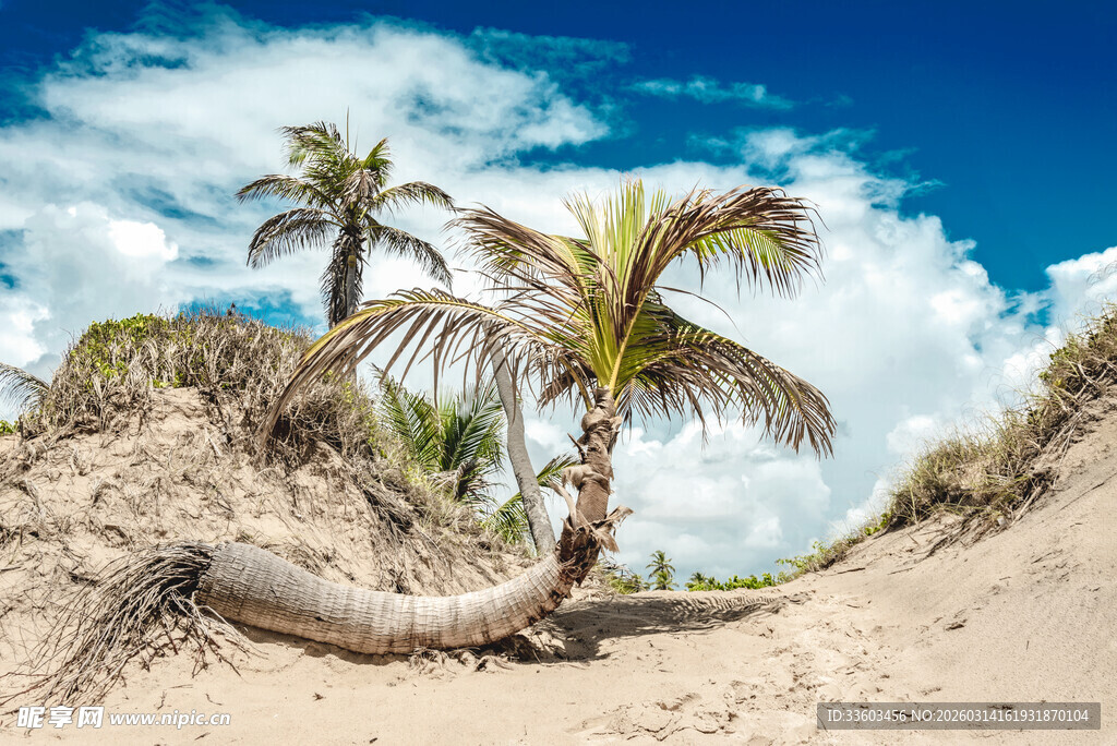 沙滩上倾斜的棕榈树