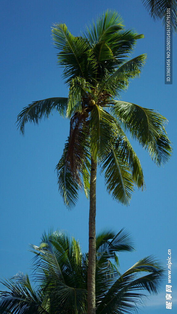 蓝天中的高大椰子树