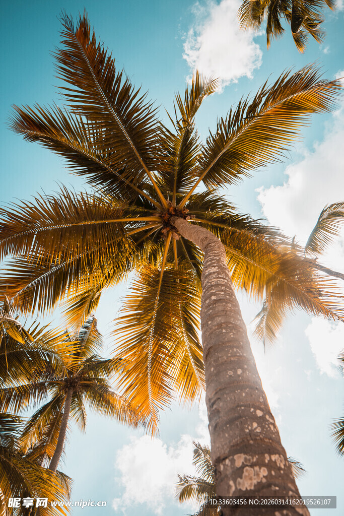 仰望蓝天中的高大椰子树