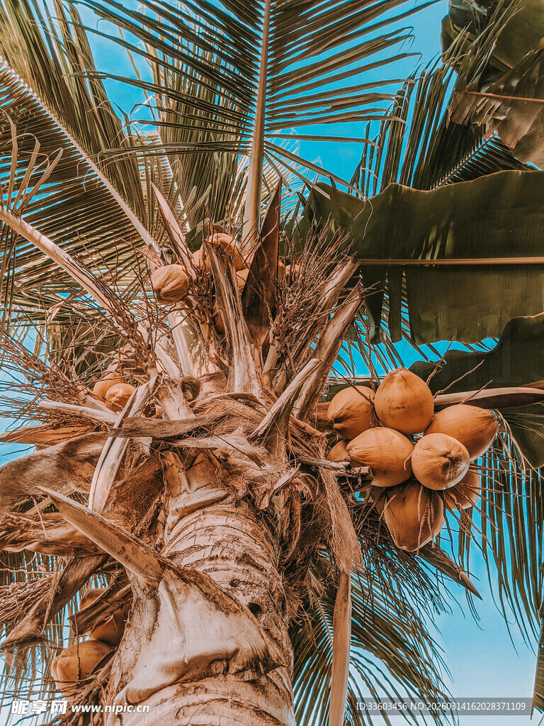 椰树果实累累