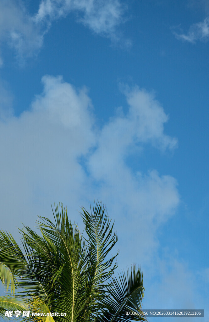 蓝天椰树
