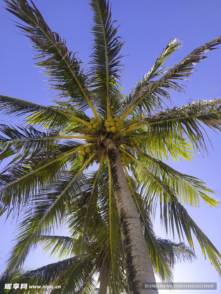 蓝天映衬下的高大椰子树