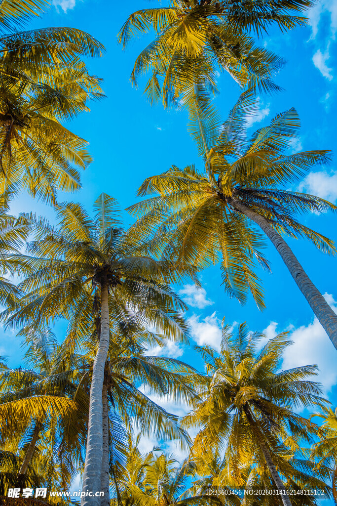 仰望蓝天中的椰林