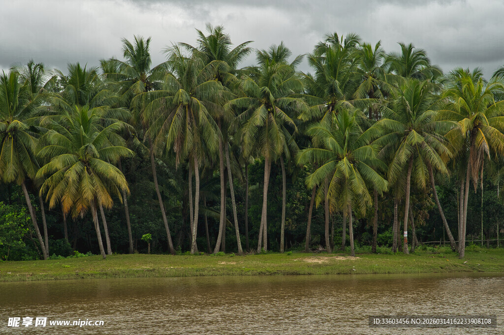 河畔椰林风光