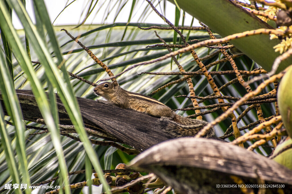 棕榈叶间栖息的鸟儿
