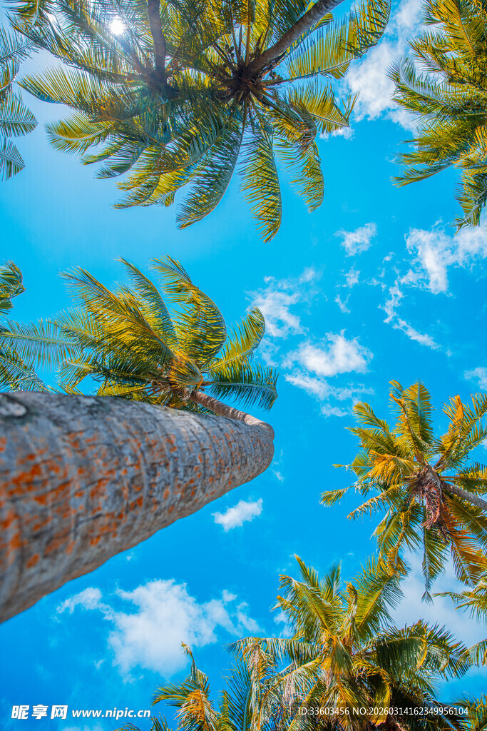 仰望蓝天中的高大棕榈树